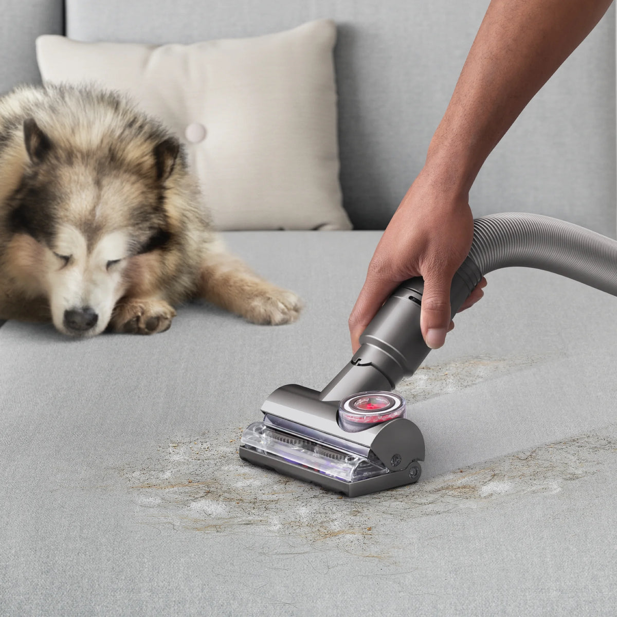 Dyson Ball Animal 3 Complete Upright Vacuum | Gold | New