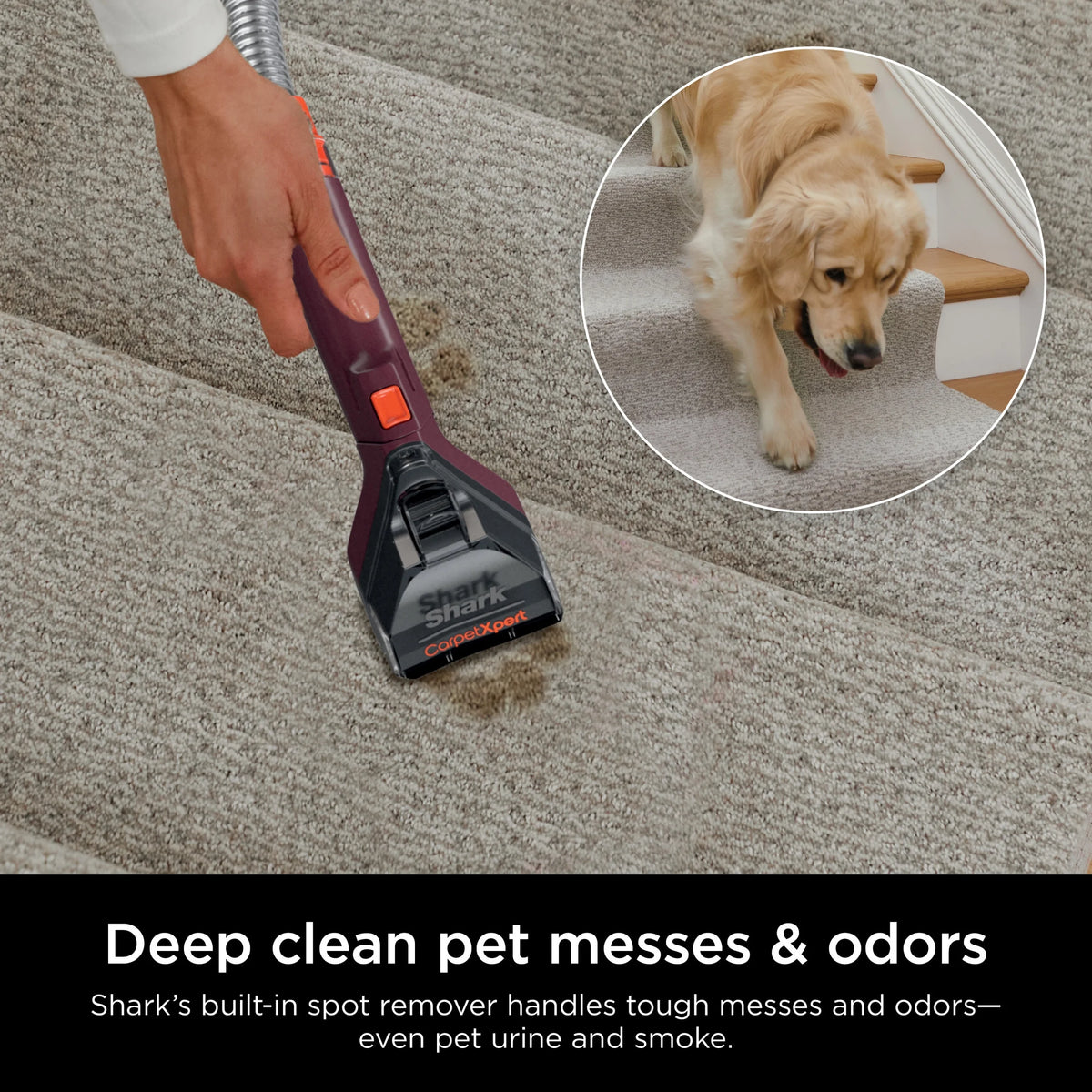 Shark CarpetXpert Upright Deep Carpet, Area Rug & Upholstery Cleaner with Built-in Spot & Stain Eliminator and 12 oz Deep Clean Pro Cleanser, EX150